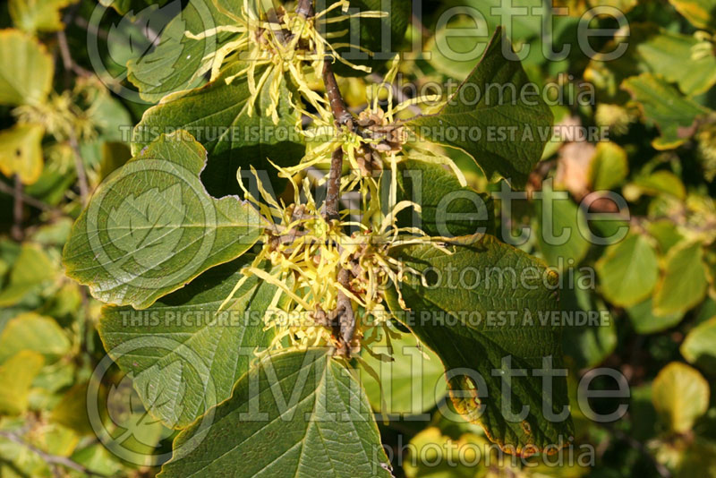 Hamamelis Harvest Moon (Eastern Witch Hazel) 2