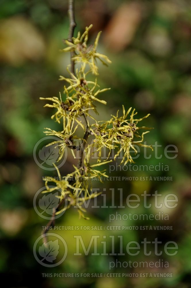 Hamamelis Harvest Moon (Witch-hazel) 3 