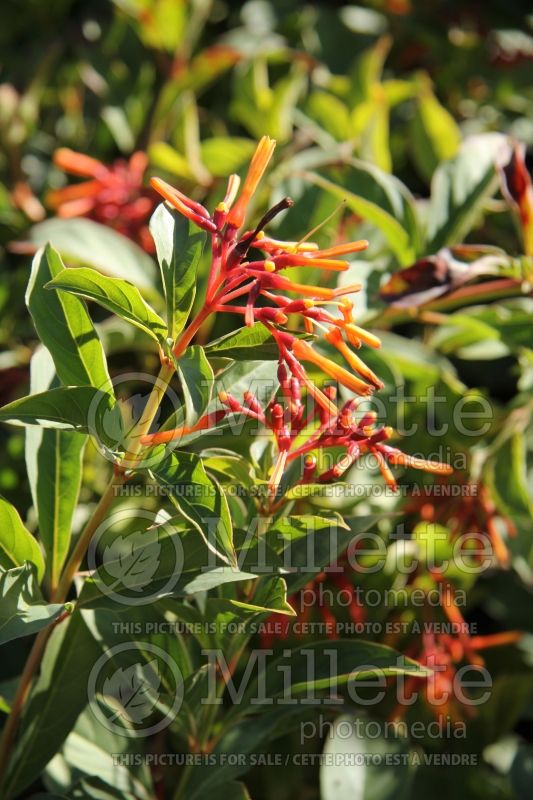 Hamelia Compacta (Dwarf Firebush) 1