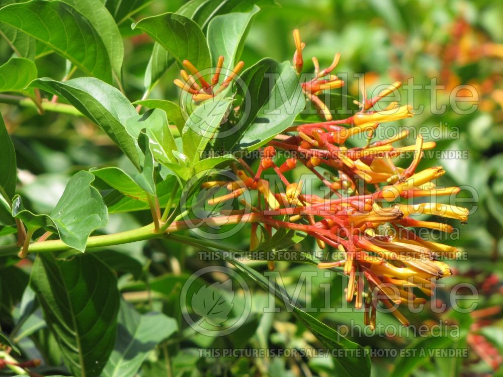 Hamelia patens (Firebush) 2