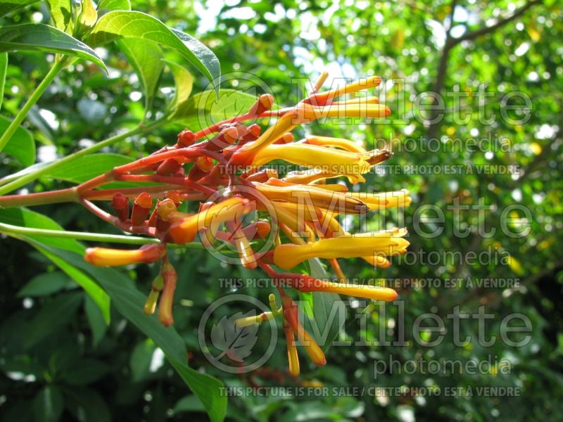 Hamelia patens (Firebush) 4