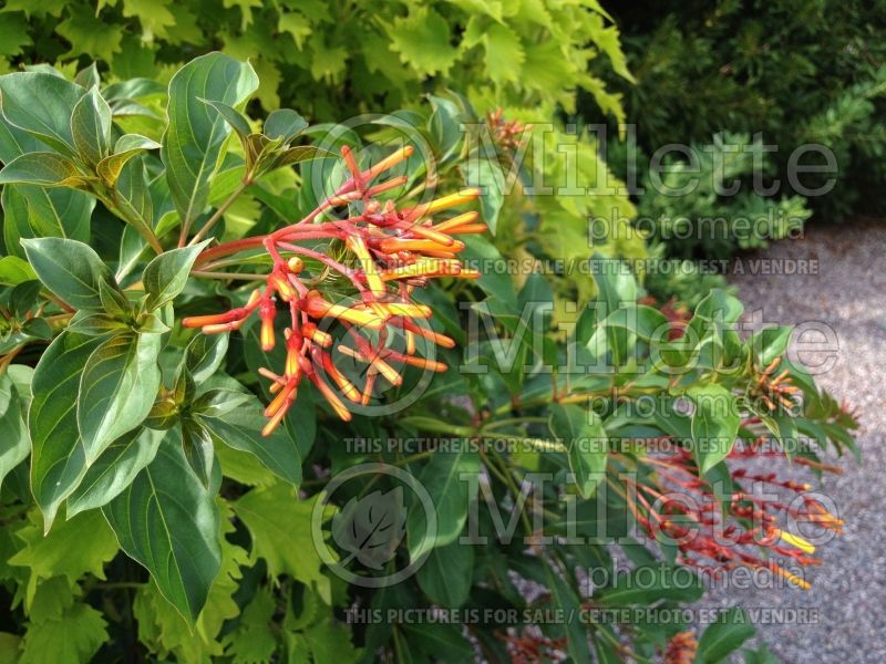 Hamelia patens (Firebush) 6