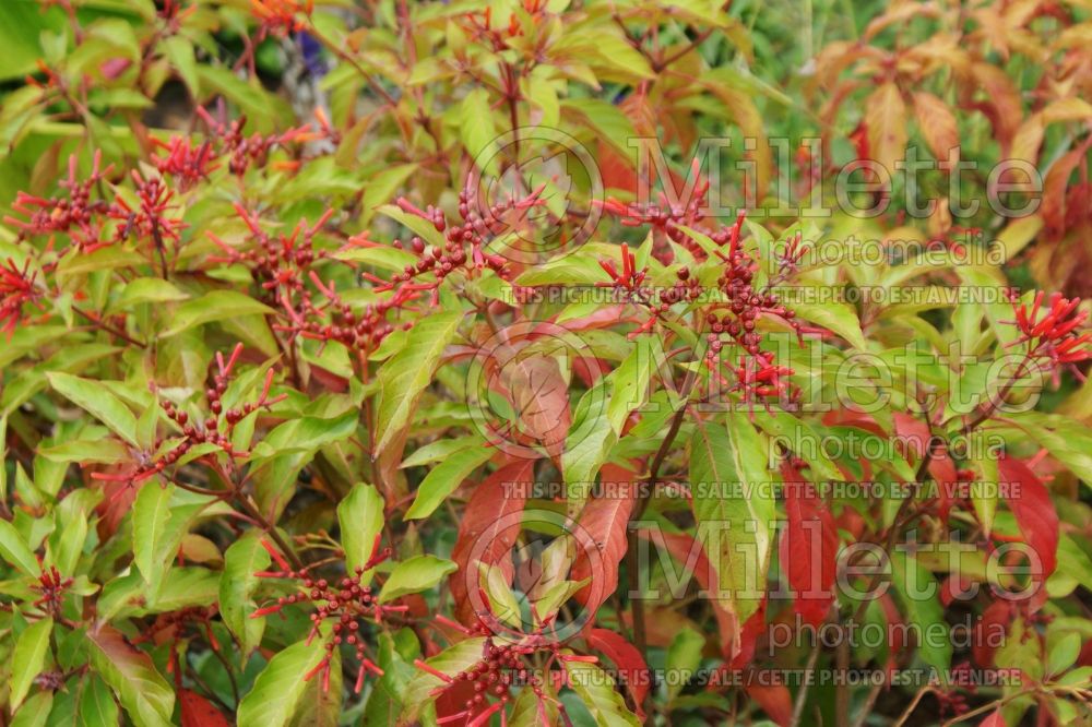 Hamelia patens (Firebush) 8