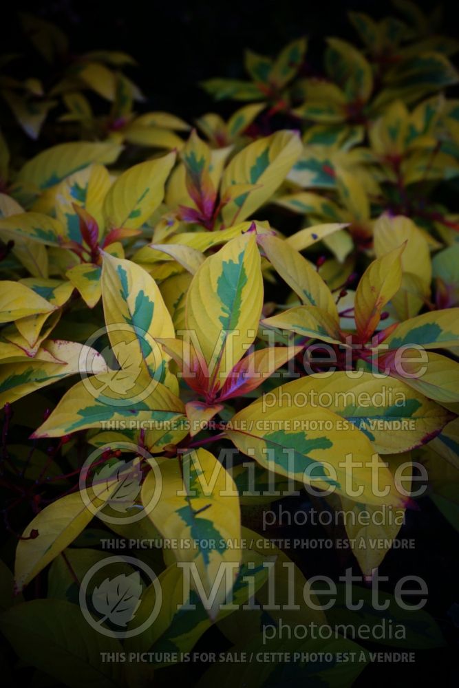 Hamelia Lime Sizzler or Grelmsiz (Firebush) 1 