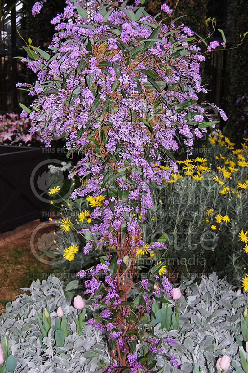 Hardenbergia Happy Wanderer (false sarsaparilla Purple Vine Lilac) 1  