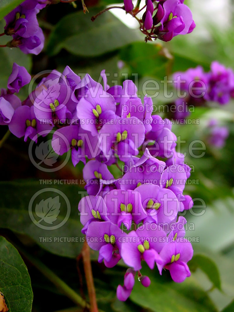 Hardenbergia Happy Wanderer (false sarsaparilla Purple Vine Lilac) 2  