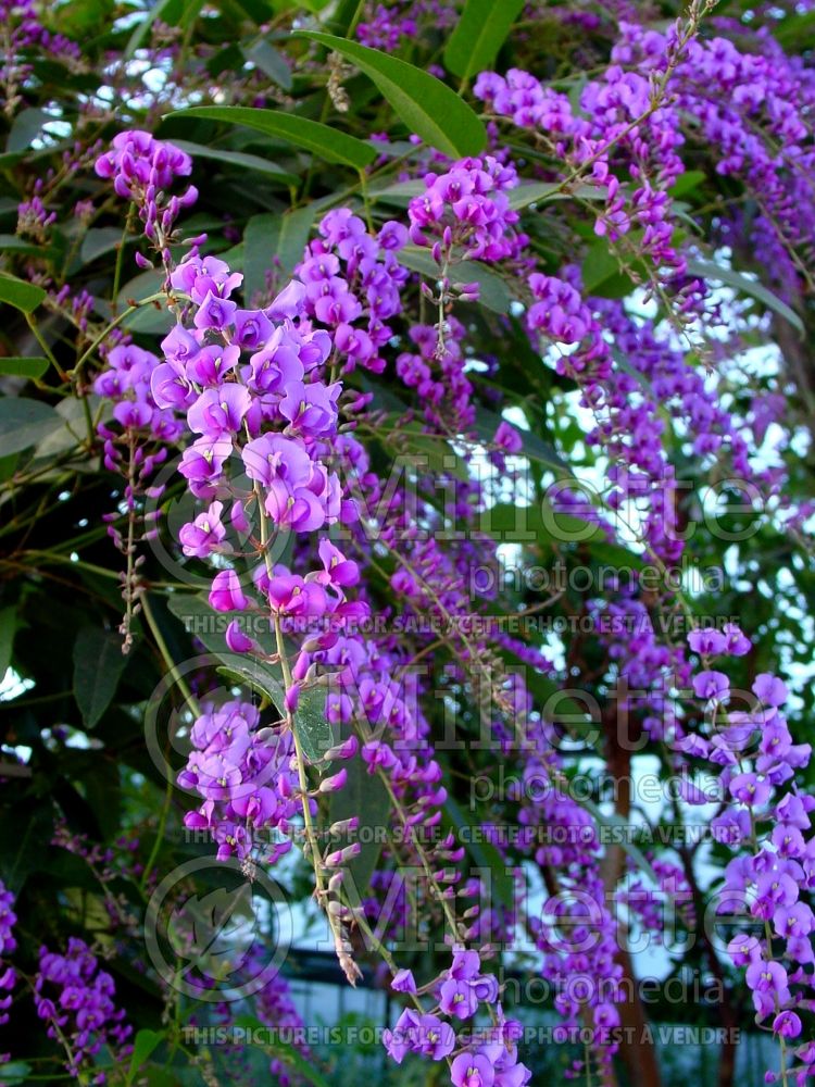 Hardenbergia Happy Wanderer (false sarsaparilla Purple Vine Lilac) 3  