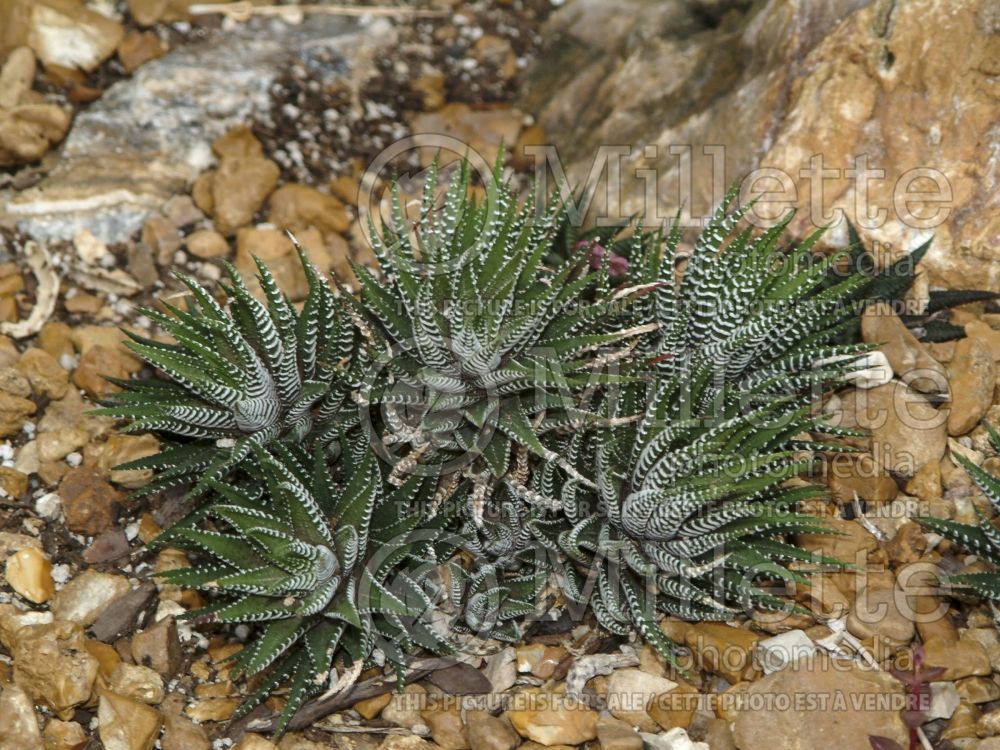 Haworthia fasciata (Zebra plant Cactus) 1