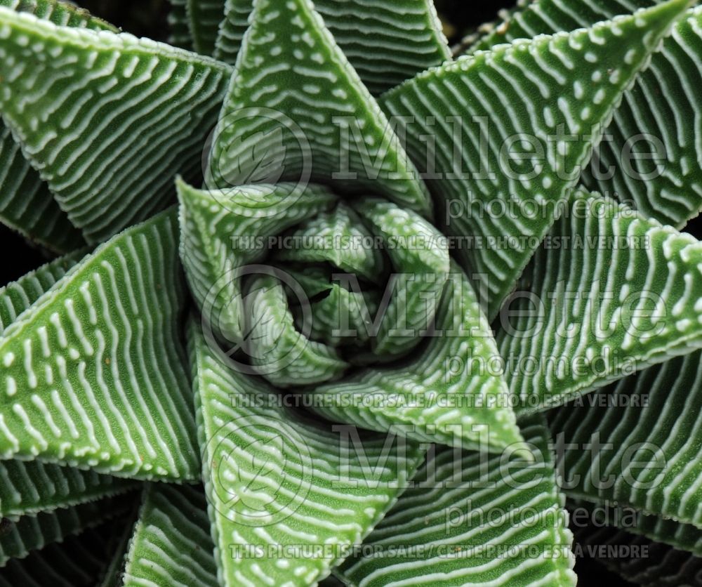 Haworthia limifolia (Fairy Washboard Cactus) 3