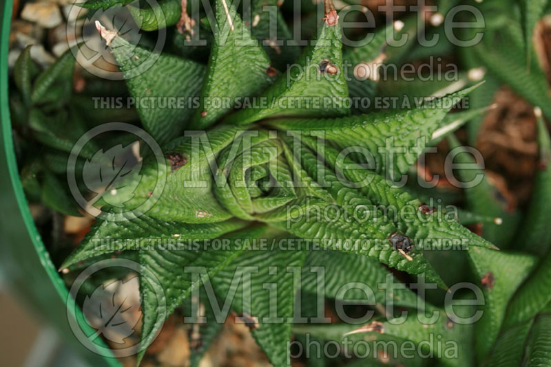 Haworthia limifolia (Fairy Washboard Cactus) 1