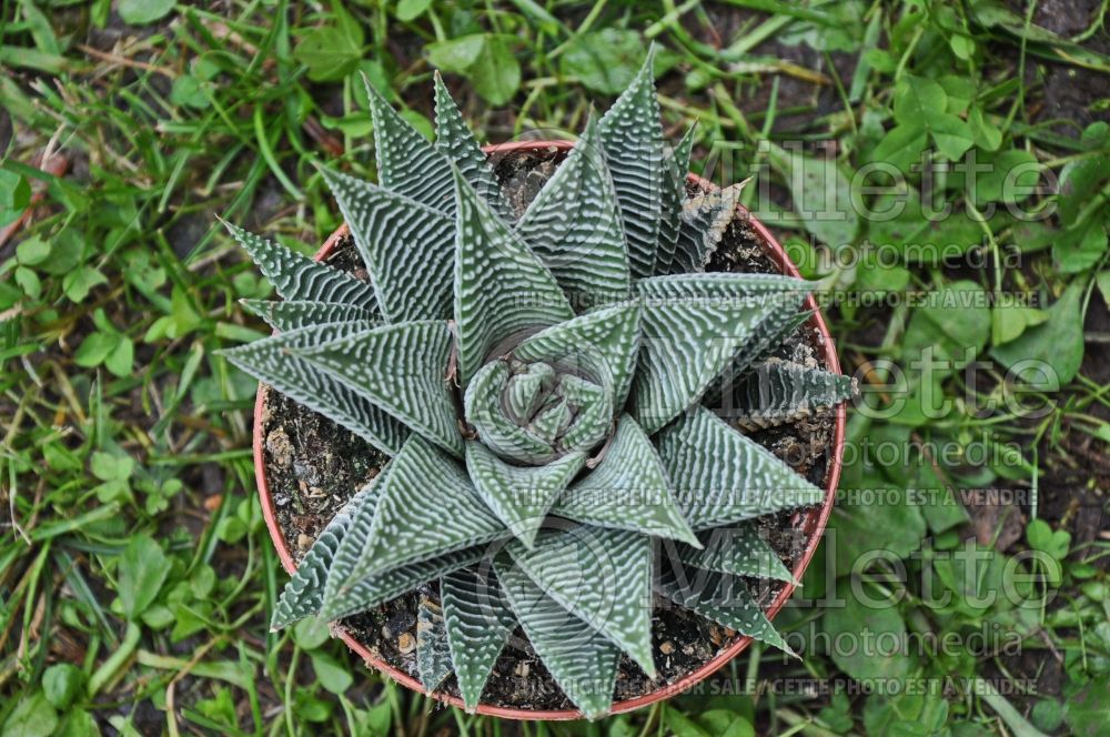 Haworthia White Spider (Fairy Washboard Cactus) 1