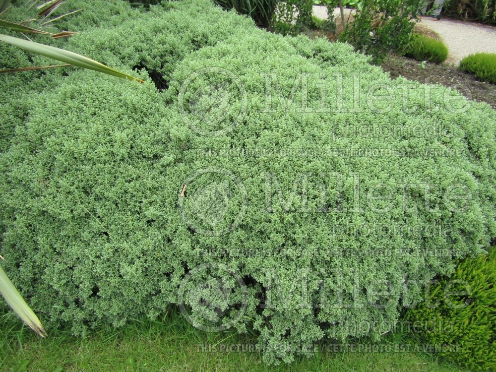 Hebe Sutherlandii  (Shrubby Veronica) 2 