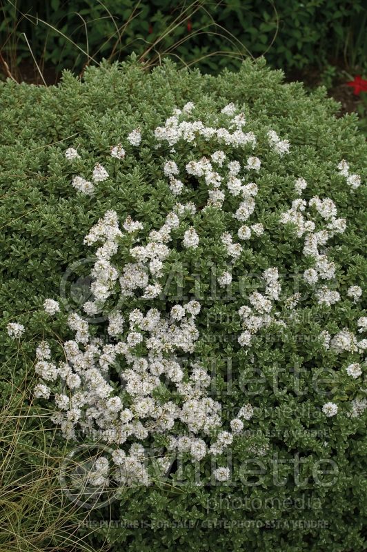 Hebe Sutherlandii  (Shrubby Veronica) 1 