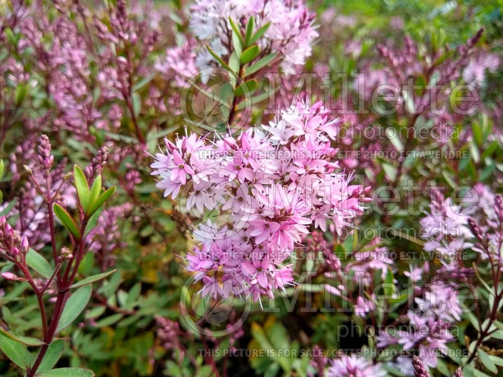 Hebe Pink Paradise (Shrubby Veronica) 2 
