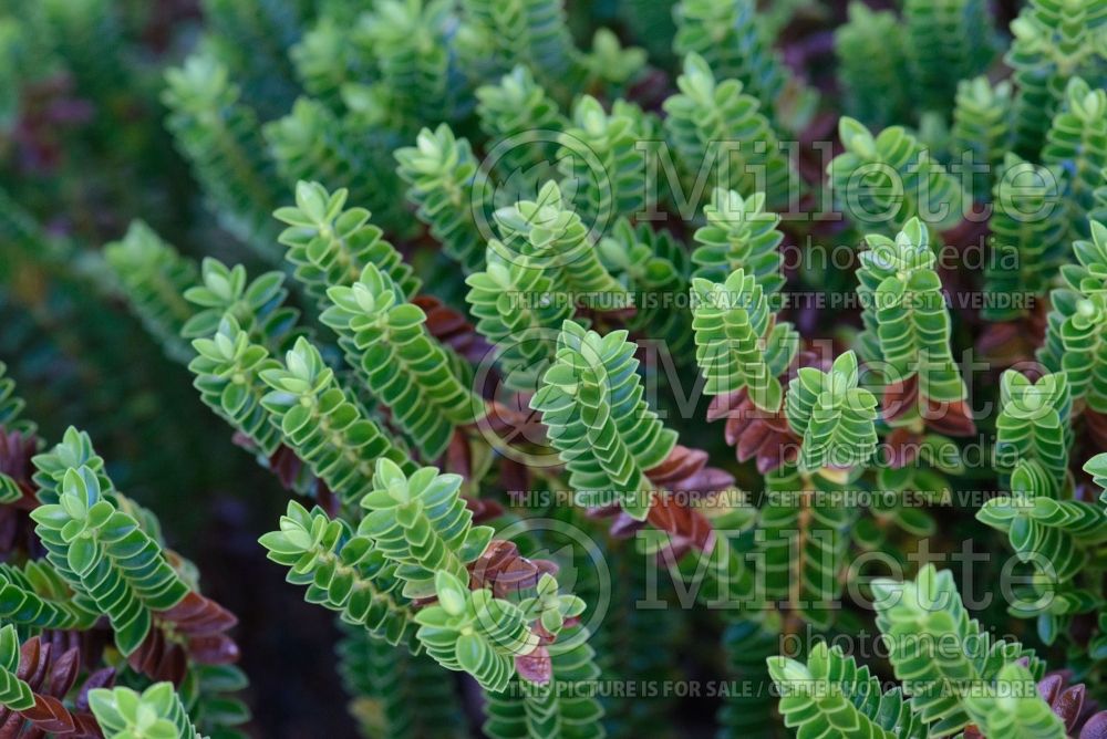 Hebe White Diamond (Shrubby Veronica) 2 