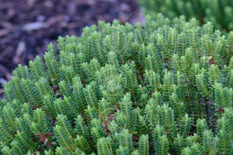 Hebe White Diamond (Shrubby Veronica) 1 