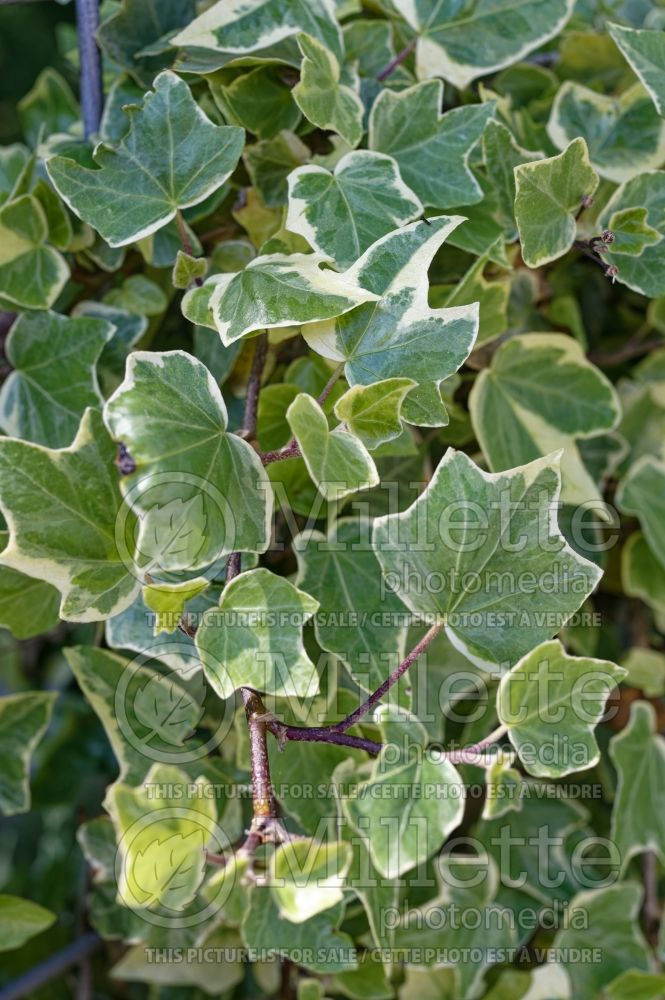 Hedera Anne Marie (English Ivy) 1 