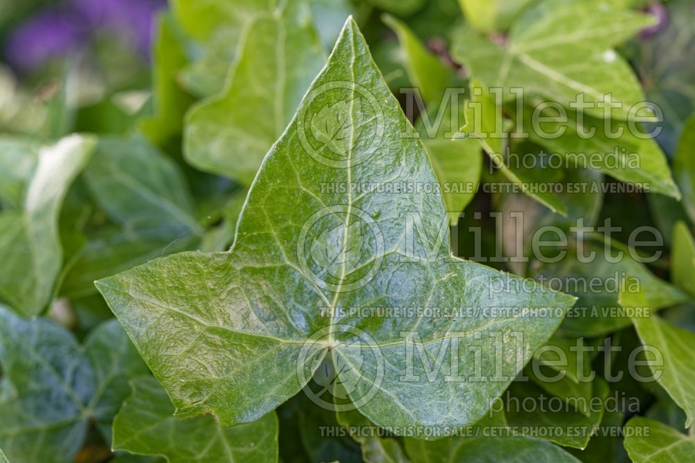 Hedera Bird's Foot (English Ivy) 1 