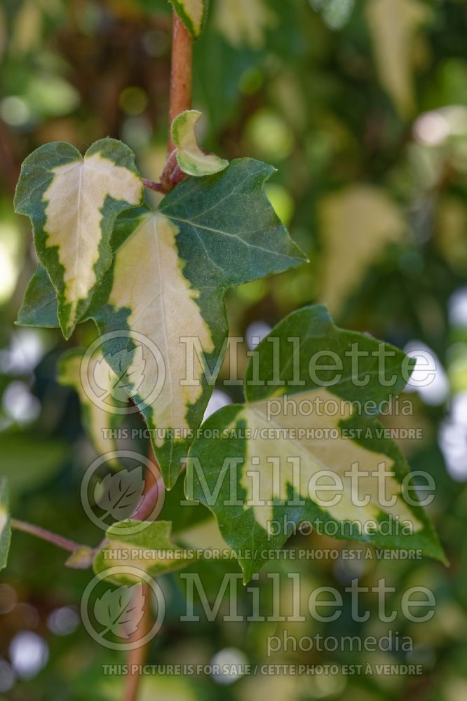 Hedera Goldheart (English Ivy) 1 