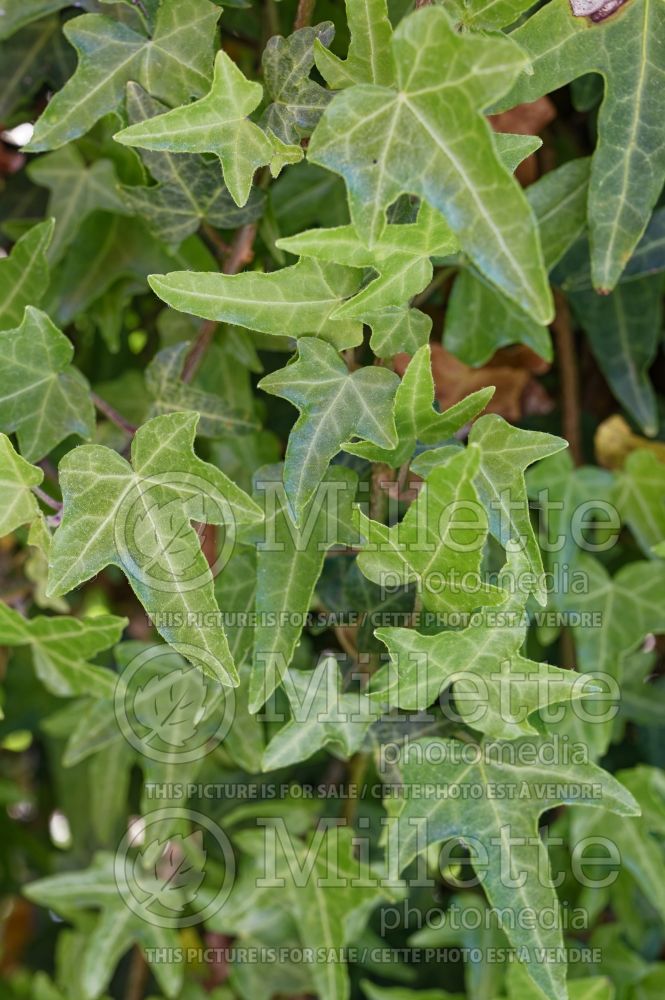 Hedera Kappeln (English Ivy) 1 