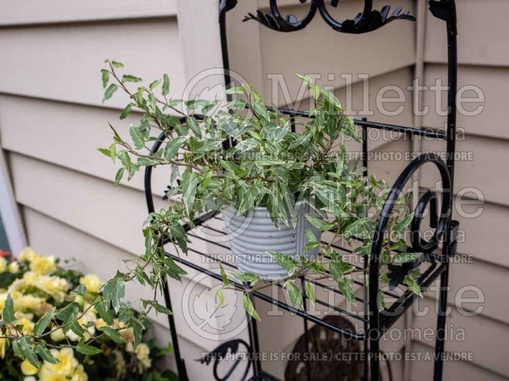 Hedera Little Hermann (English Ivy) 1 