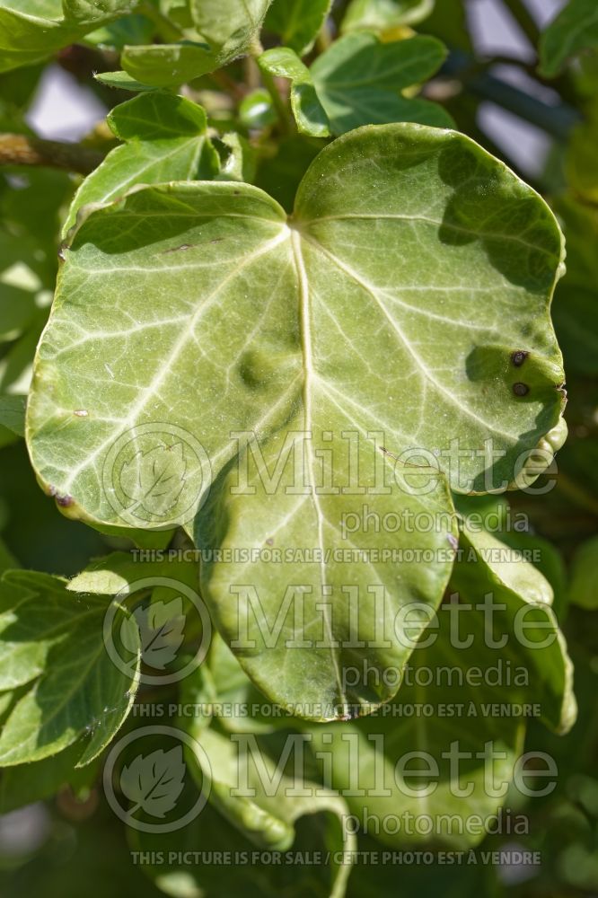 Hedera Monica (English Ivy) 1 