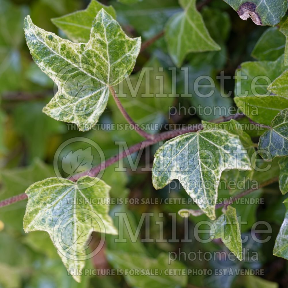 Hedera Moonbeam (English Ivy) 1 