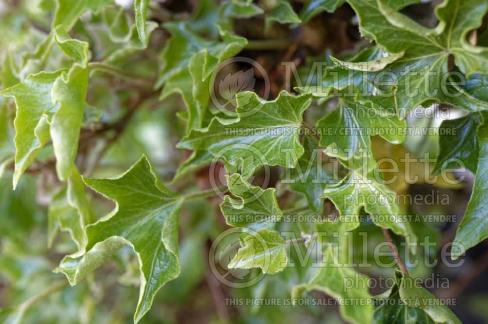 Hedera Parasol (English Ivy) 1 