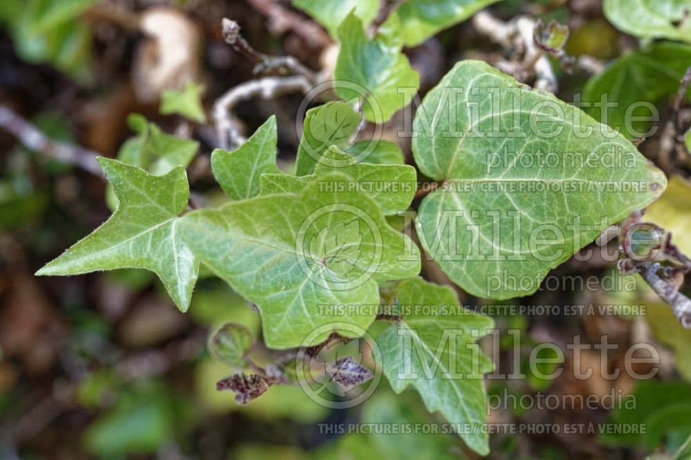 Hedera Spinosa (English Ivy) 1 