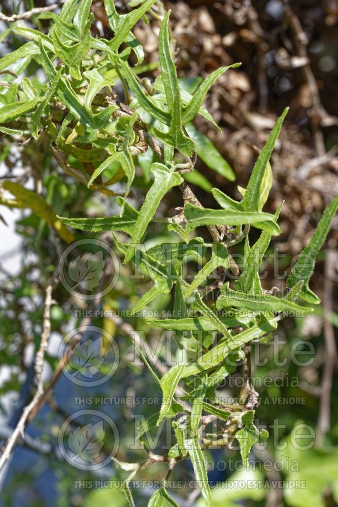 Hedera Stiftspark (English Ivy) 1 