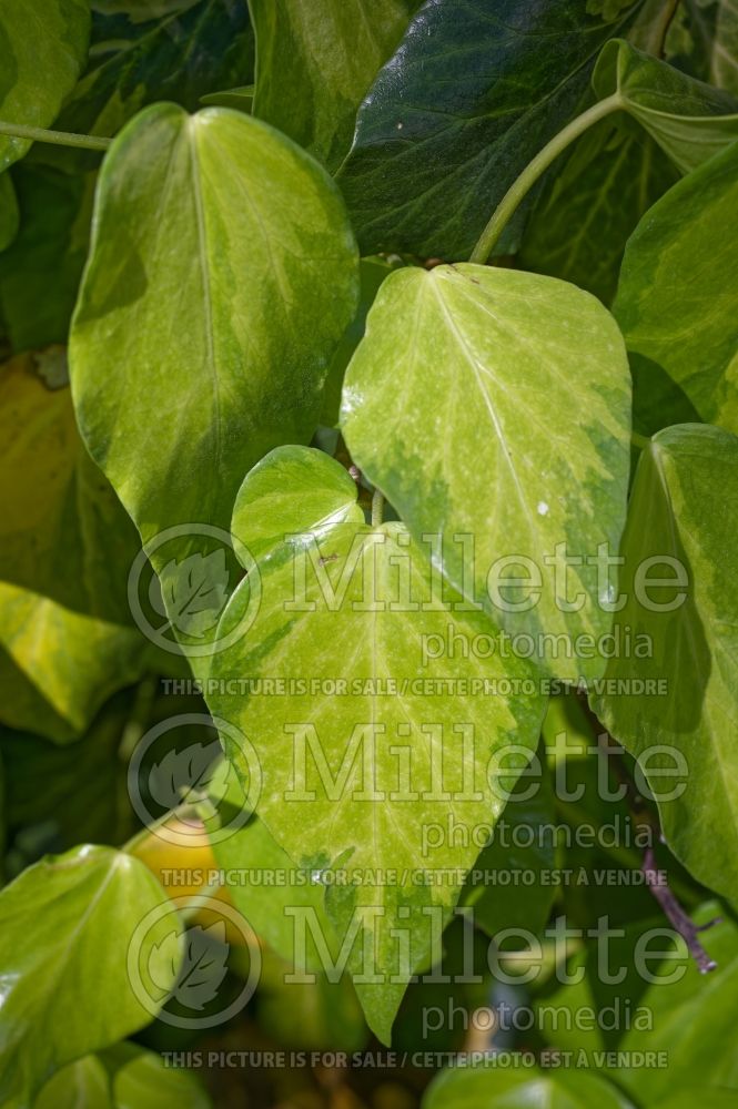Hedera Sulphur Heart (English Ivy) 1 
