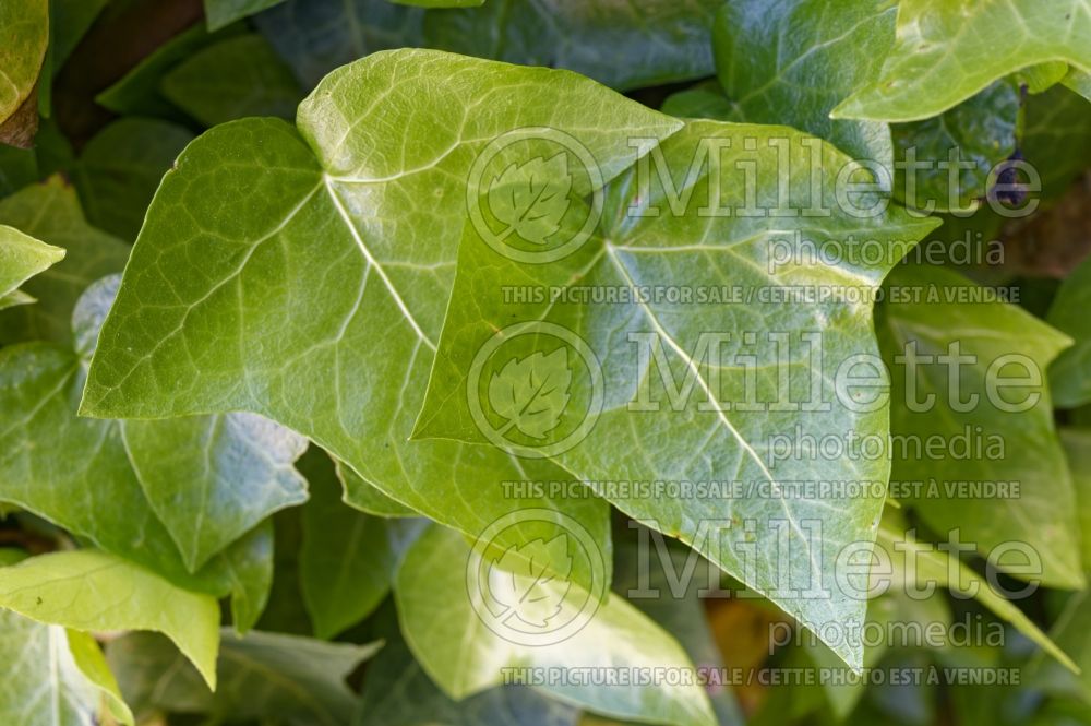 Hedera Sylvanian aka Sylvan Beauty (English Ivy) 1 