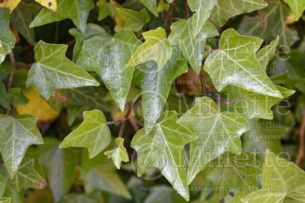 Hedera Wichtel (English Ivy) 1 