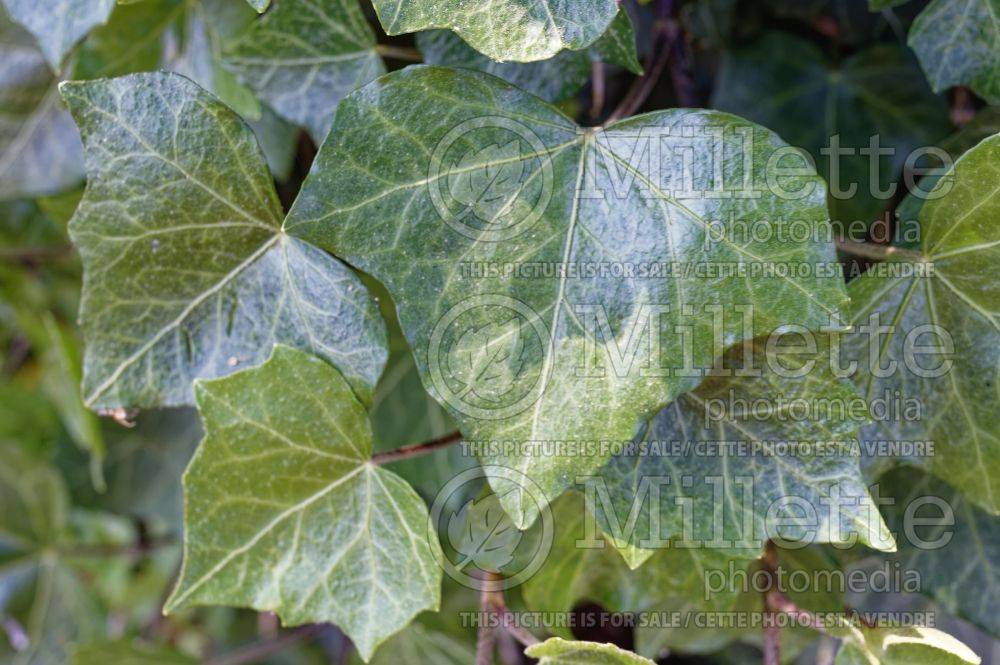 Hedera Woerner (English Ivy) 1 