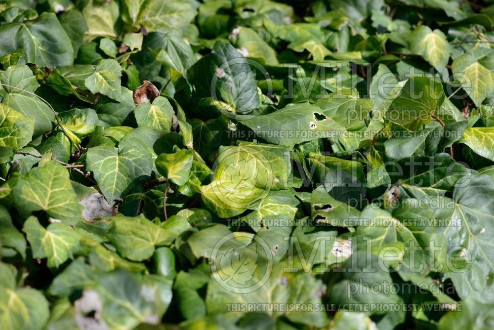 Hedera helix Sulphur Heart (English Ivy) 2 