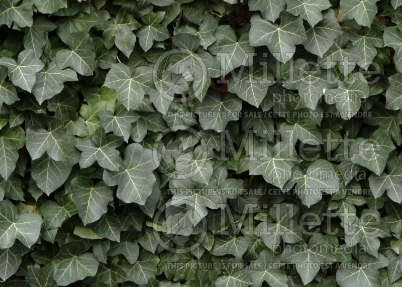 Hedera helix baltica (English Ivy) 5 