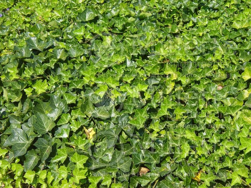 Hedera helix baltica (English Ivy) 2 