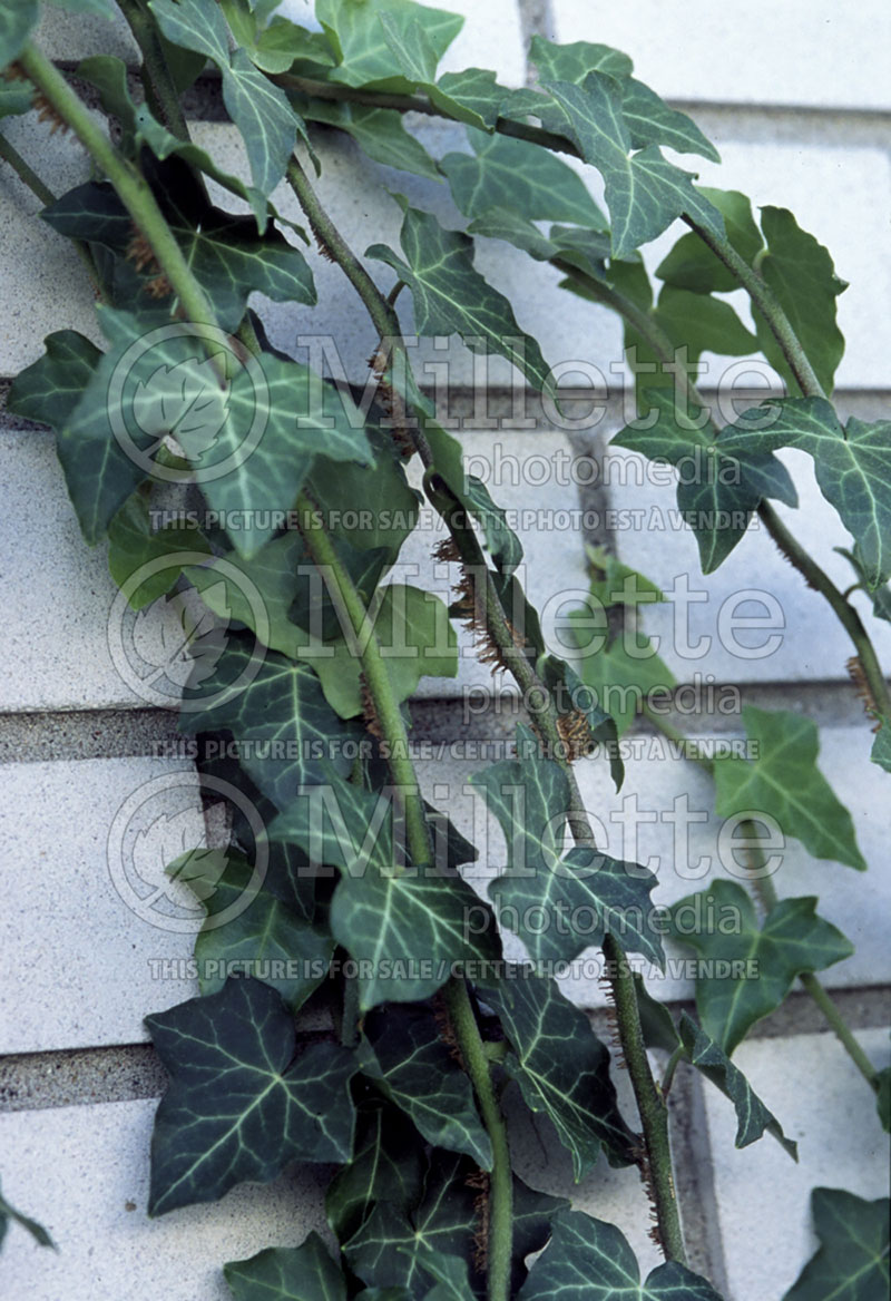 Hedera helix baltica (English Ivy) 1 