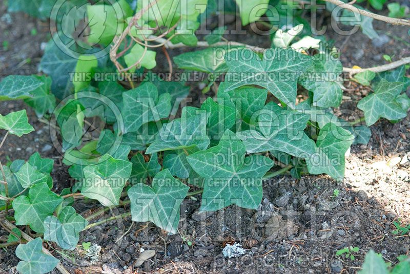 Hedera helix (English Ivy) 2 