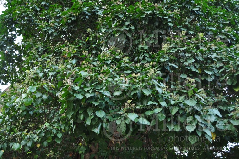 Hedera helix (English Ivy) 5 