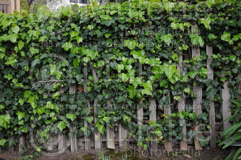 Hedera helix (English Ivy) 6 