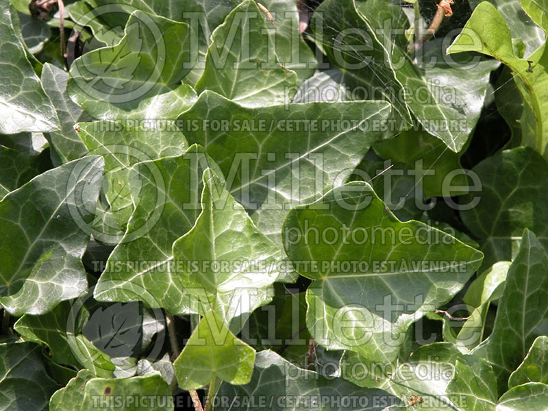 Hedera Thorndale (English Ivy)  1