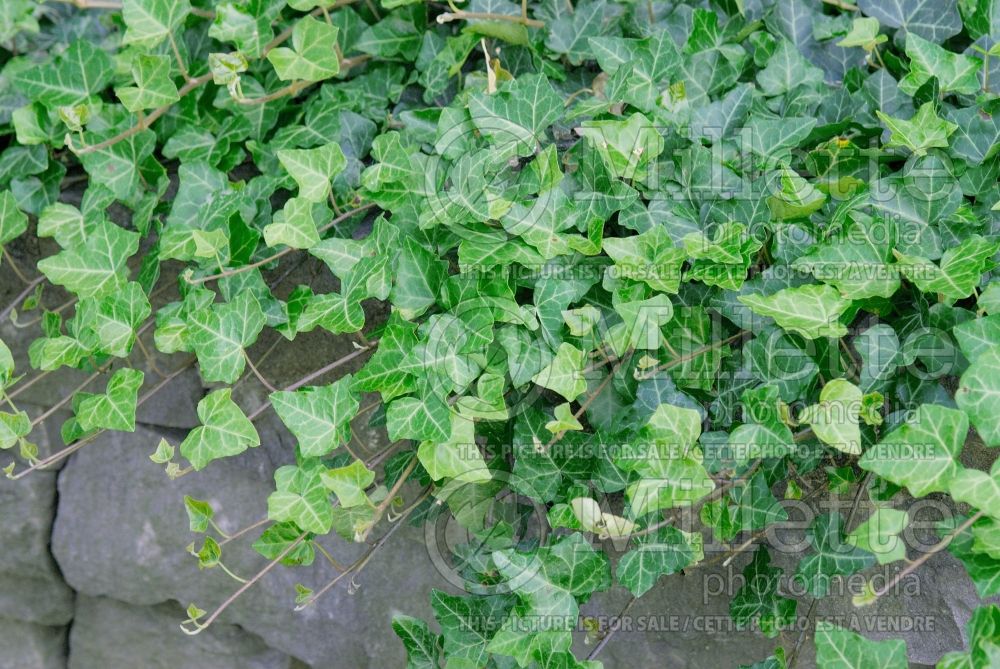 Hedera Thorndale (English Ivy)  2