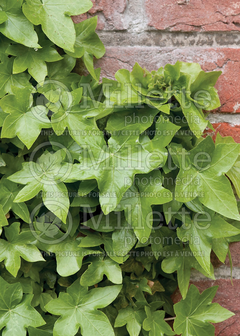 Hedera helix (English Ivy) 1 