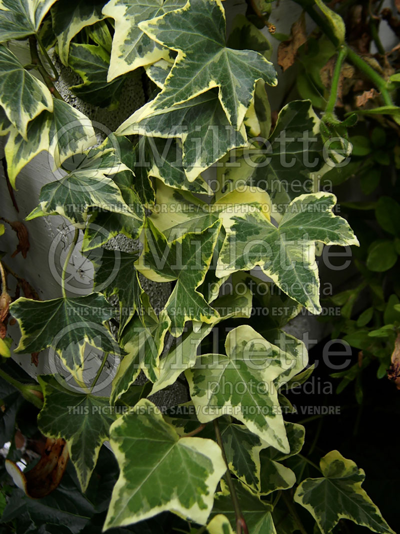 Hedera Variegata (English Ivy) 1 