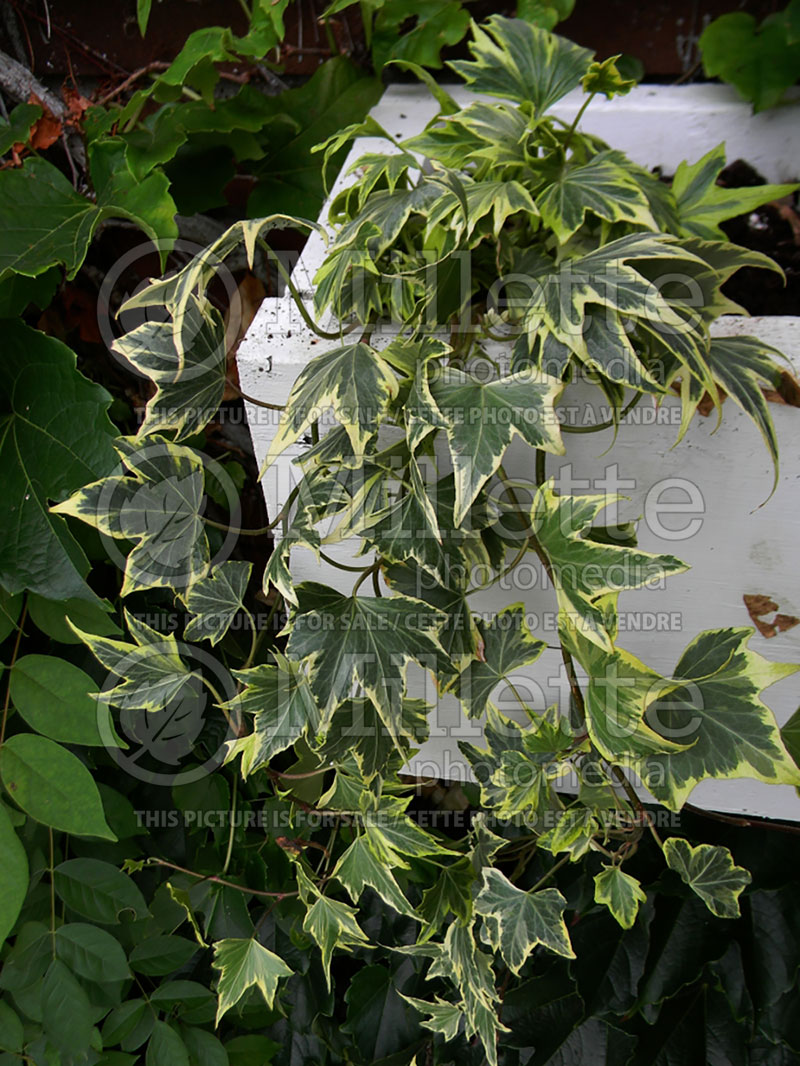 Hedera Yellow Ripple (English Ivy) 1 