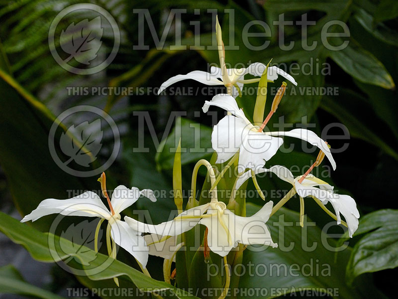 Hedychium coronarium (white ginger lily) 2  