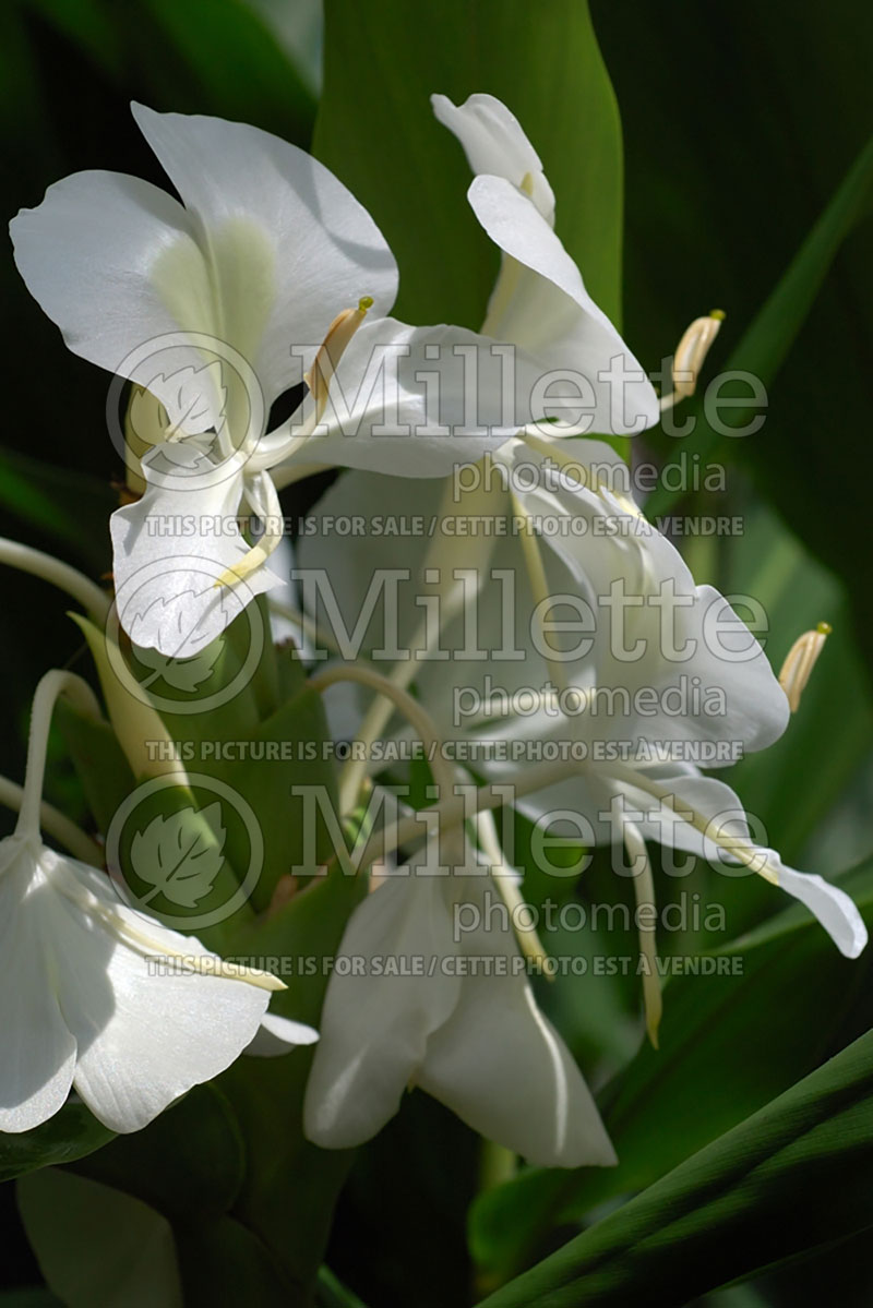 Hedychium coronarium (white ginger lily) 3  