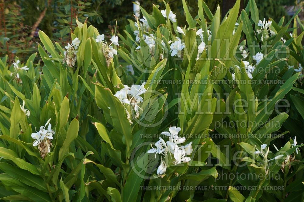 Hedychium coronarium (white ginger lily) 4  