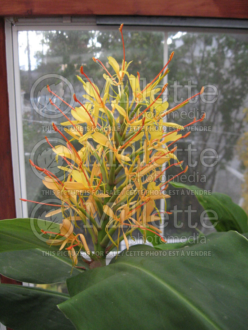 Hedychium gardnerianum (Kahili ginger) 1